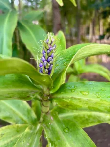 Photo of the Day: Blue Ginger Emerges